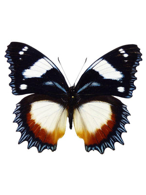 BUTTERFLIES - 1love2hugs3kisses Ibiza