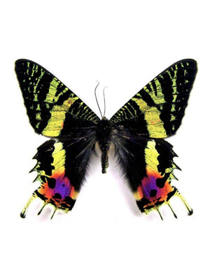 BUTTERFLY LOVE - 1love2hugs3kisses Ibiza