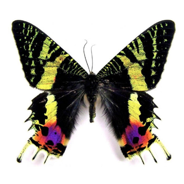 Butterfly Love Urania Ripheus - 1love2hugs3kisses Ibiza