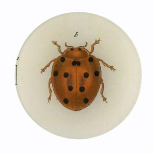 John Deriam Tiny Dot Lady Bug Plate - 1love2hugs3kisses Ibiza