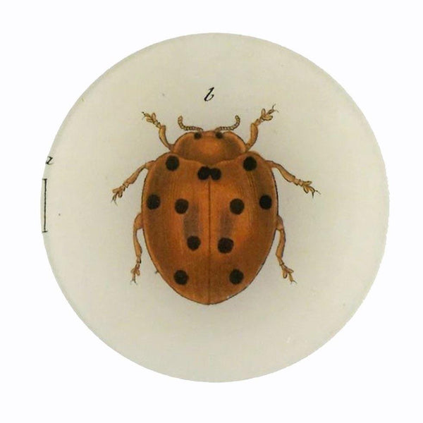 John Deriam Tiny Dot Lady Bug Plate - 1love2hugs3kisses Ibiza